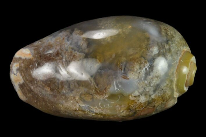 Polished, Chalcedony Replaced Gastropod Fossil - India #133541